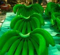 Cavandish Banana