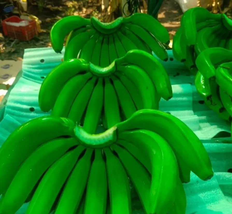 Cavandish Banana