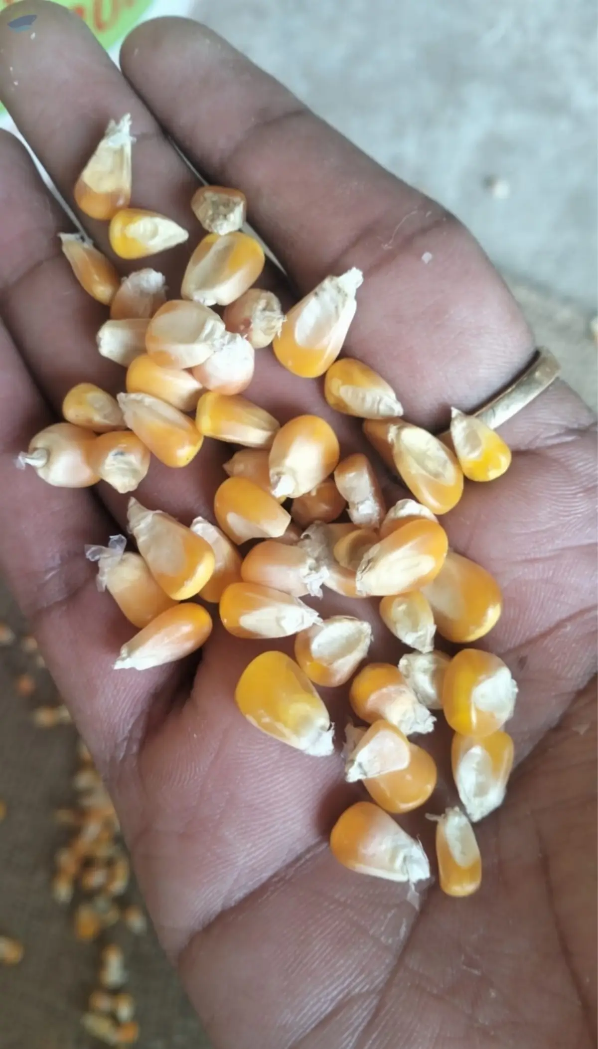 Yellow corn