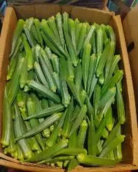 Indian Okra