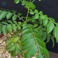 Curry leaves