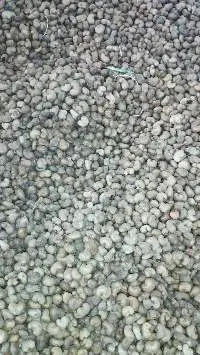 Raw Cashew nut