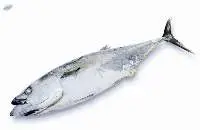 Frozen Yellowfin Tuna