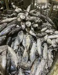 Frozen Skipjack Tuna