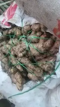 Ginger (Indonesia)