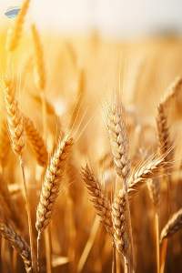 Premium Quality Wheat Grain Export Grade