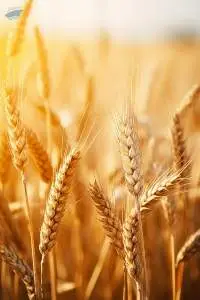 Premium Quality Wheat Grain Export Grade