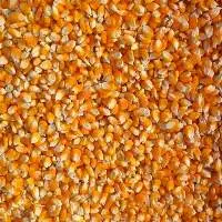 Yellow Maize