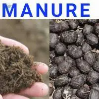Manure