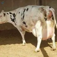 HF Cow