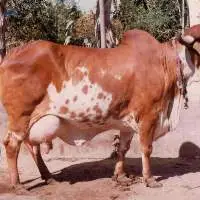 Gir Cow