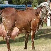 Gir Cow