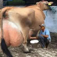 Jersy Cow