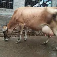 Jersey Cattle