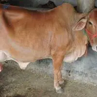 Sahiwal Cow