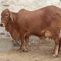 Sahiwal Cattle