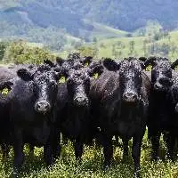 Black Angus Cattle