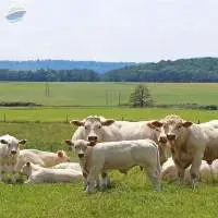 Charolais cattle