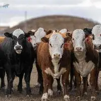 Hereford Cattle