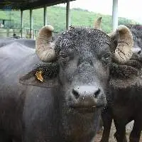 Buffalo