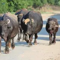Buffalo