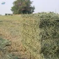 Alfalfa Hay