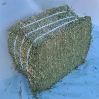 Timothy Hay