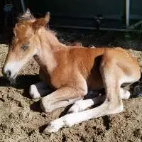 Hackney Horse