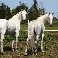 Orlov Trotter Horse