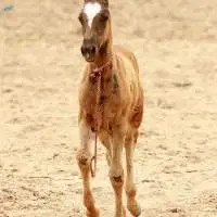 Marwari Horse