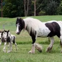 Gypsy Horse