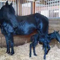 Friesian Horse