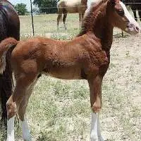 Morgan Horse