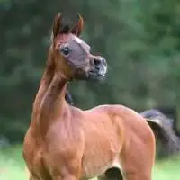 Arabian Horse