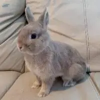 Netherland Dwarf Rabbit