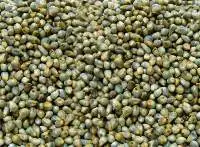 Green Millet