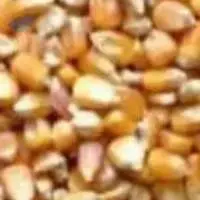 Yellow Corn/ Yellow Maize