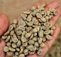 Coffee - Arabica