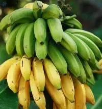 Bananas - Cavendish