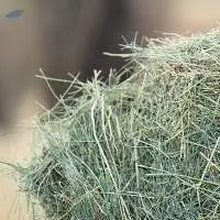 Alfalfa Hay