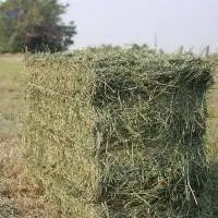 Timothy Hay