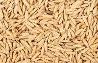 Canary Seeds