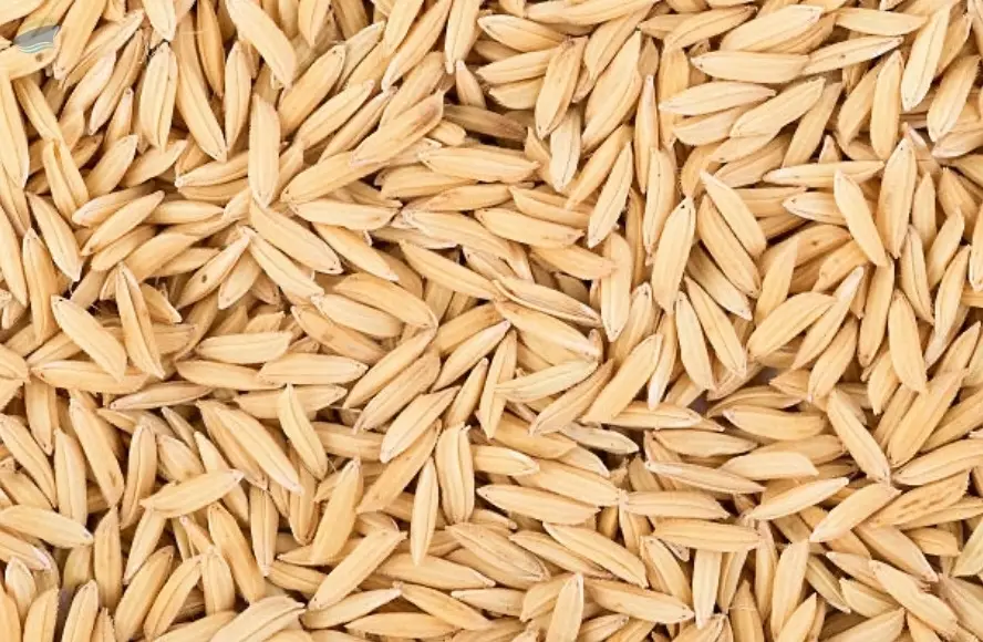 Canary Seeds