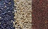 Mustard Seeds