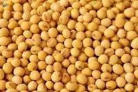 Soybean