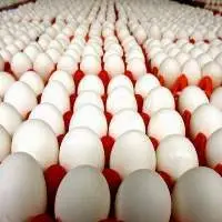 White Table Chicken Eggs