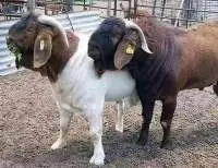 Boar Goat