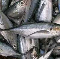 Mackerel Fish