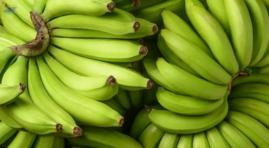 Fresh Banana / Canvendish Banana