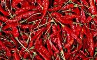 334 Sannam Dry Red Chilli